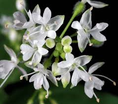 Attēlu rezultāti vaicājumam “Circaea alpina leaf”