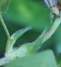 Attēlu rezultāti vaicājumam “Trifolium medium bud”
