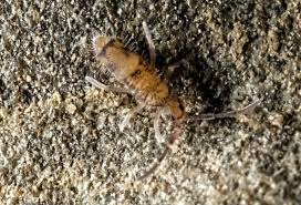 Attēlu rezultāti vaicājumam “Orchesella sp.”