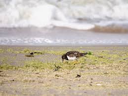 Attēlu rezultāti vaicājumam “Arenaria interpres adult”