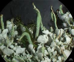Attēlu rezultāti vaicājumam “Cladonia ochrochlora”