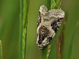 Attēlu rezultāti vaicājumam “Pseudeustrotia candidula”