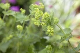 Attēlu rezultāti vaicājumam “Alchemilla vulgaris aggr. flower”