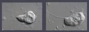 Attēlu rezultāti vaicājumam “Brefeldia maxima”