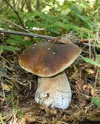 Attēlu rezultāti vaicājumam “Boletales”