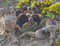 Attēlu rezultāti vaicājumam “Calocera glossoides”