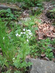 Attēlu rezultāti vaicājumam “Cardamine amara flower”