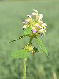 Attēlu rezultāti vaicājumam “Galeopsis speciosa leaf”