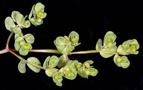 Attēlu rezultāti vaicājumam “Euphorbia helioscopia leaf”