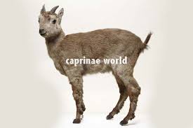 Attēlu rezultāti vaicājumam “Capra juvenile”