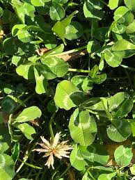 Attēlu rezultāti vaicājumam “Trifolium medium leaf”