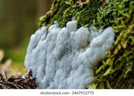 Attēlu rezultāti vaicājumam “Brefeldia maxima macro”