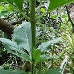 Attēlu rezultāti vaicājumam “Bidens tripartita fruit”