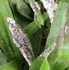 Attēlu rezultāti vaicājumam “Physarum murinum”