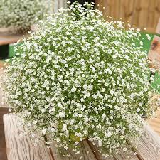 Attēlu rezultāti vaicājumam “Gypsophila muralis fruit”