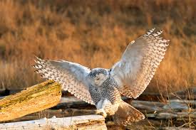 Image result for Bubo scandiacus