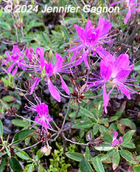 Attēlu rezultāti vaicājumam “Rhododendron canadense”