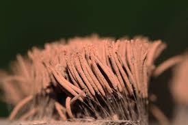 Attēlu rezultāti vaicājumam “Stemonitis splendens macro”