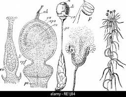 Attēlu rezultāti vaicājumam “Sphagnum sporophyte”