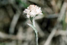 Attēlu rezultāti vaicājumam “Antennaria dioica female flower”