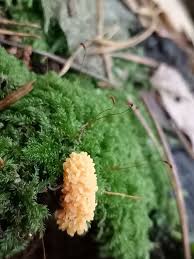 Attēlu rezultāti vaicājumam “Tubifera magna”