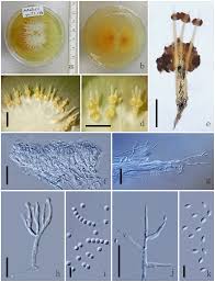 Attēlu rezultāti vaicājumam “Polycephalomyces tomentosus”