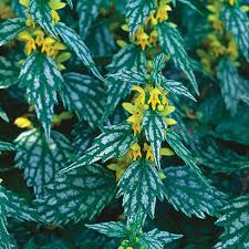 Attēlu rezultāti vaicājumam “Lamiastrum galeobdolon flower”