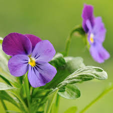 Attēlu rezultāti vaicājumam “Viola tricolor flower”