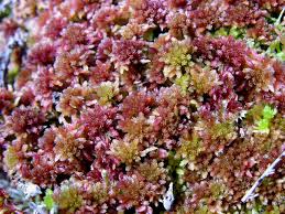 Attēlu rezultāti vaicājumam “Sphagnum rubellum”