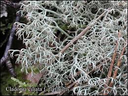 Attēlu rezultāti vaicājumam “Cladonia ciliata”