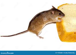 Attēlu rezultāti vaicājumam “Apodemus agrarius”