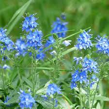 Image result for Veronica teucrium