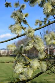 Attēlu rezultāti vaicājumam “Salix aurita bud”