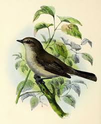 Image result for Sylvia hortensis