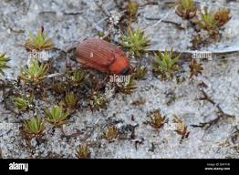 Attēlu rezultāti vaicājumam “Serica brunnea”