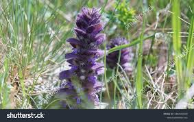 Attēlu rezultāti vaicājumam “Ajuga pyramidalis”