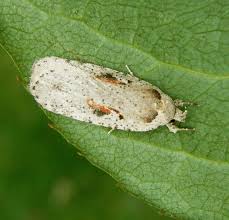 Attēlu rezultāti vaicājumam “Agonopterix ocellana”
