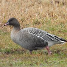 Attēlu rezultāti vaicājumam “Anser brachyrhynchus adult”