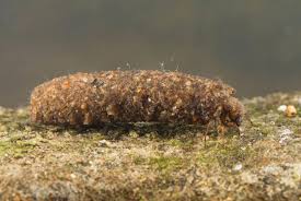 Attēlu rezultāti vaicājumam “Trichoptera egg mass”