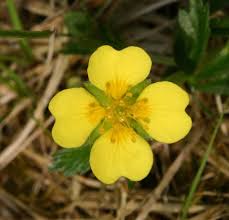 Attēlu rezultāti vaicājumam “Potentilla erecta bud”