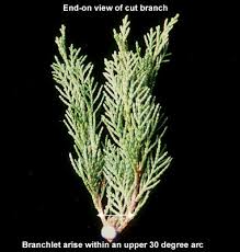 Attēlu rezultāti vaicājumam “Juniperus sabina”