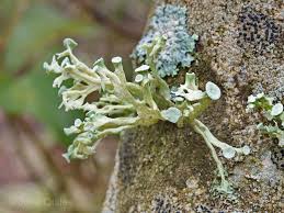 Attēlu rezultāti vaicājumam “Ramalina fastigiata”