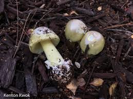 Attēlu rezultāti vaicājumam “Amanita phalloides”