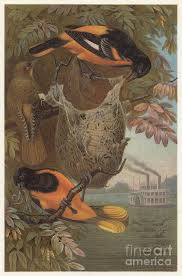 Image result for Icterus galbula