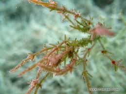 Attēlu rezultāti vaicājumam “Chara tomentosa”