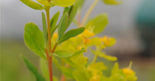 Attēlu rezultāti vaicājumam “Euphorbia palustris leaf”