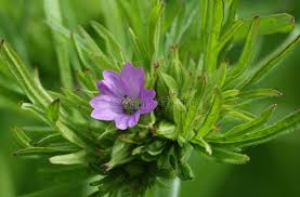 Attēlu rezultāti vaicājumam “Geranium dissectum leaf”