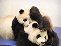 Résultat de recherche d'images pour "pandas"