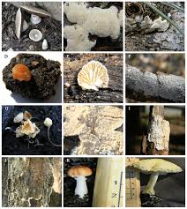 Attēlu rezultāti vaicājumam “Antrodia malicola”