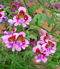 Image result for Schizanthus